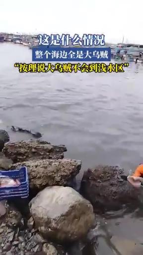 這是什么情況？整個海邊全是大烏賊