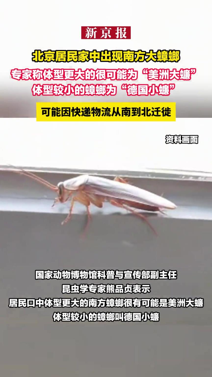 北京居民家中出现南方大蟑螂 可能因快递物流从南到北迁徙