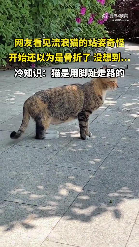 网友看见流浪猫的站姿奇怪 开始还以为是骨折了 没想到