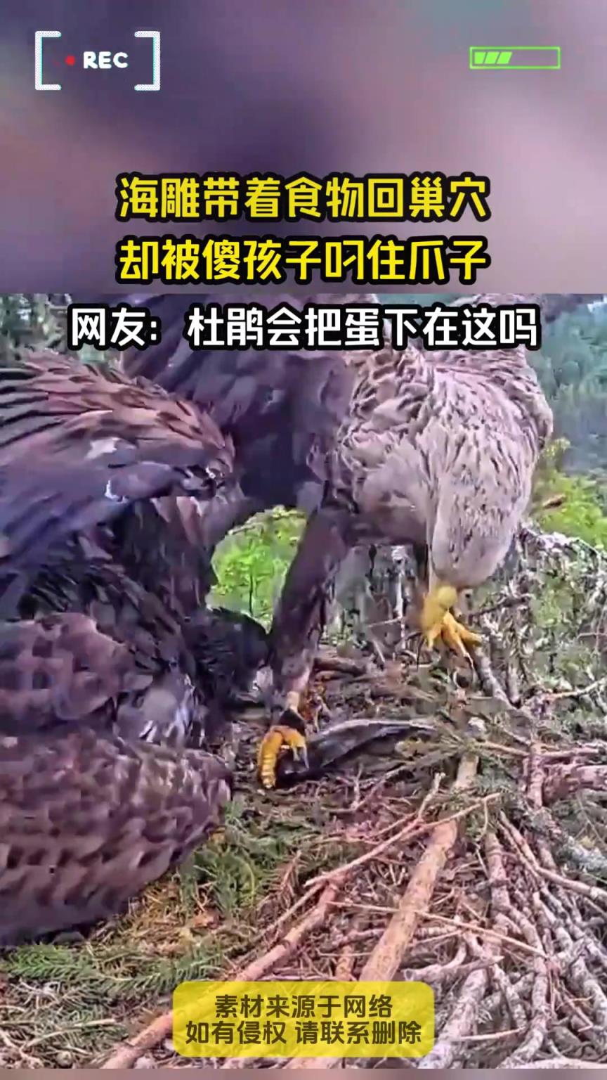 海雕带着食物回巢穴，却被傻孩子叼住爪子
