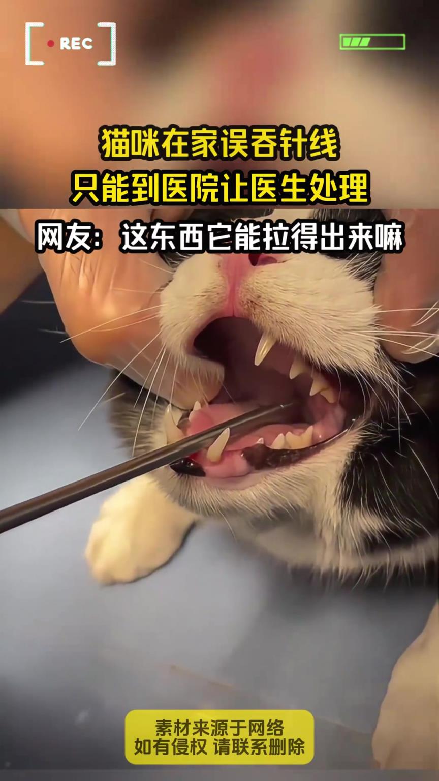 猫咪在家误吞针线，只能到医院让医生处理