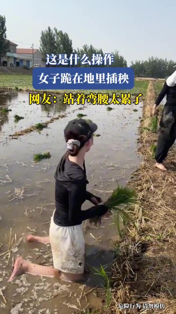 女子跪在地里插秧，这是什么操作！！！