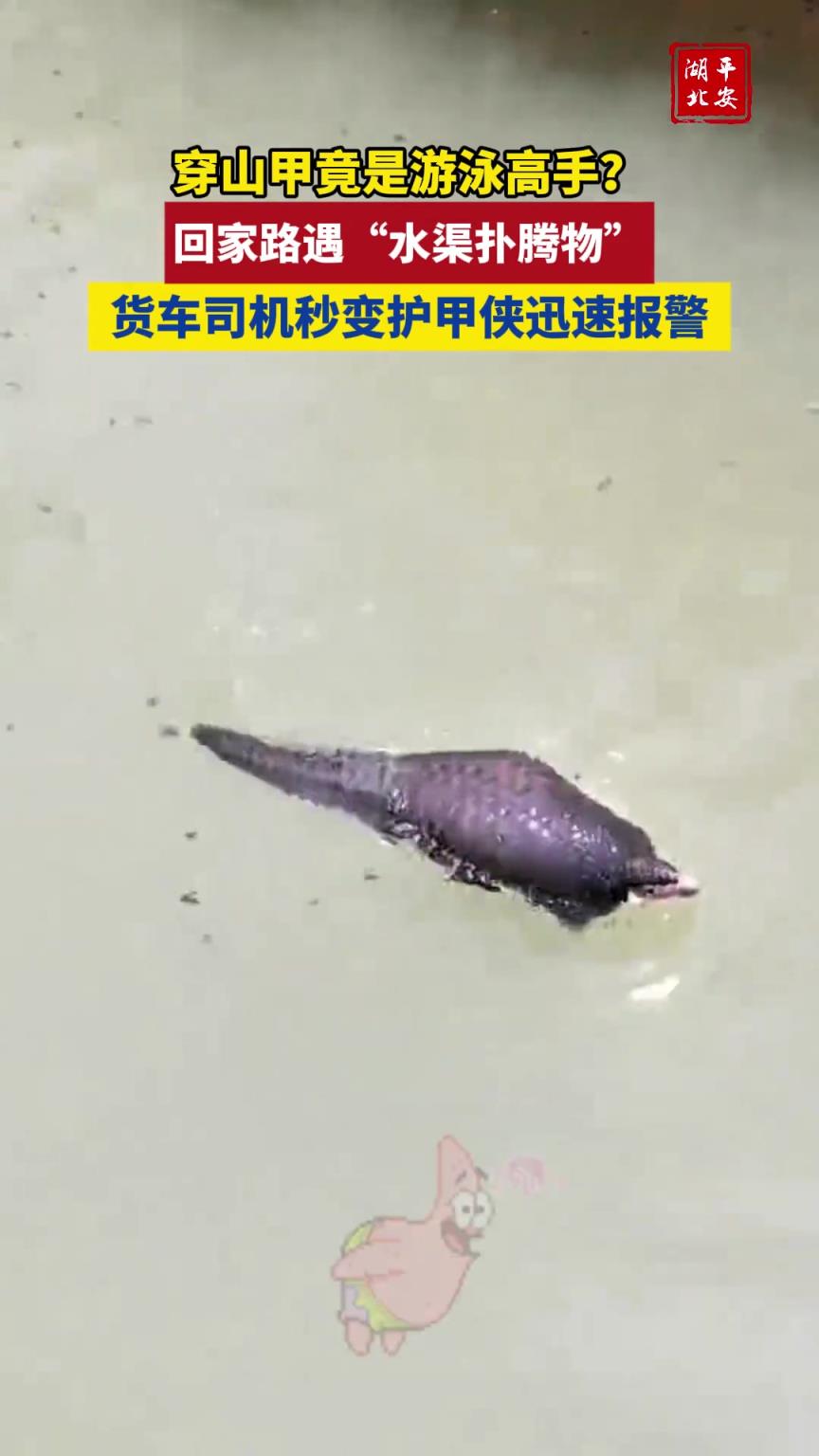 穿山甲竟是游泳高手？