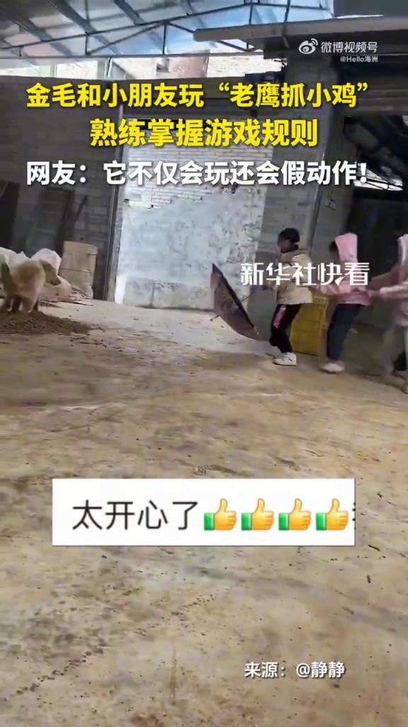 金毛和小朋友玩老鷹抓小雞