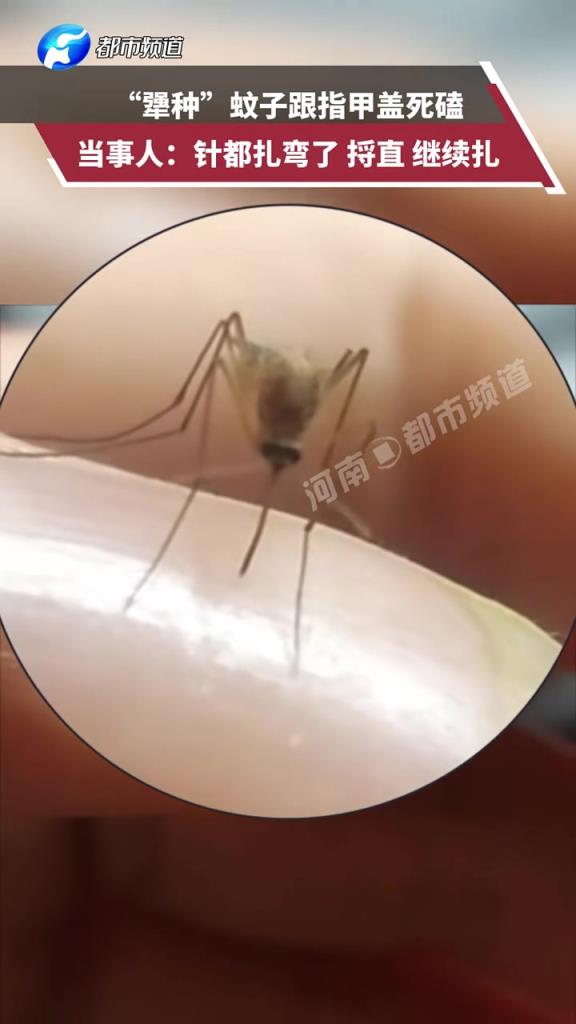 “犟種”蚊子跟指甲蓋死磕，當(dāng)事人：針都扎彎了 捋直 繼續(xù)扎