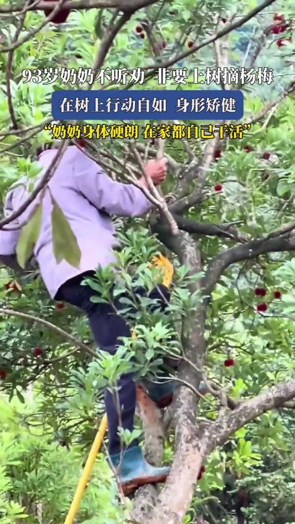 93岁奶奶不听劝非要上树摘杨梅