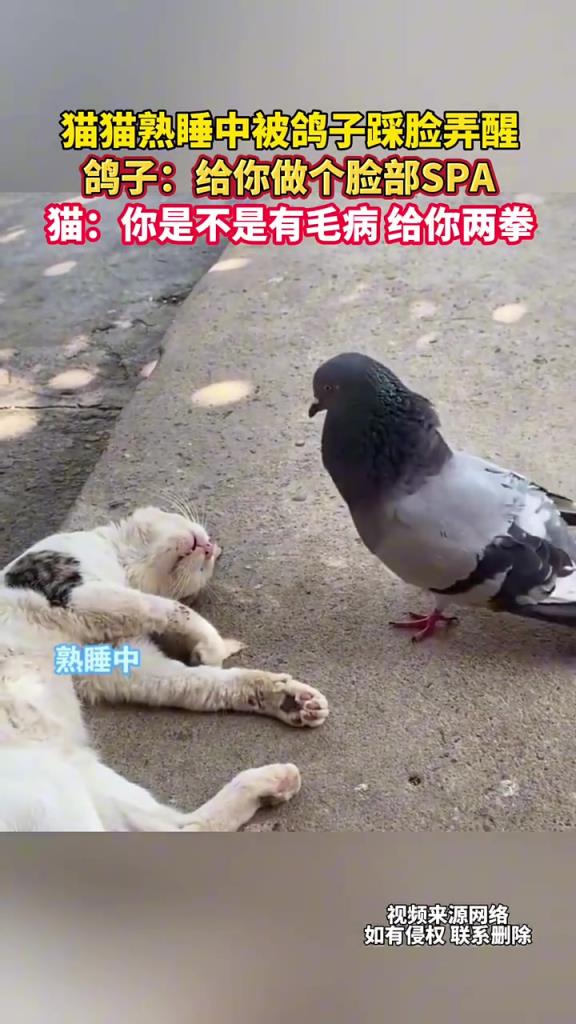 猫猫熟睡惨遭鸽子踩脸