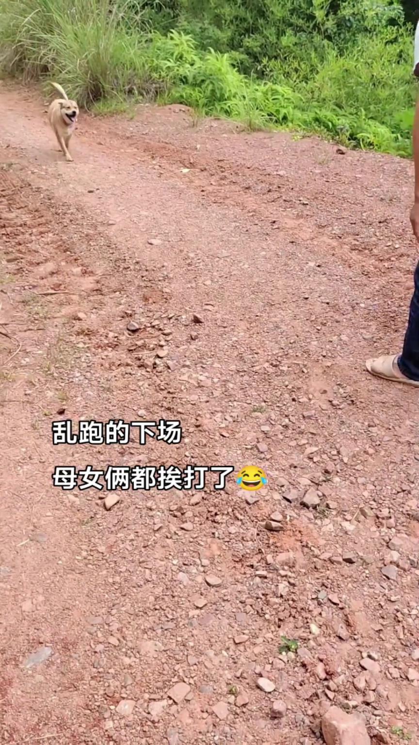 一個不留意就亂跑，找好久才找回來