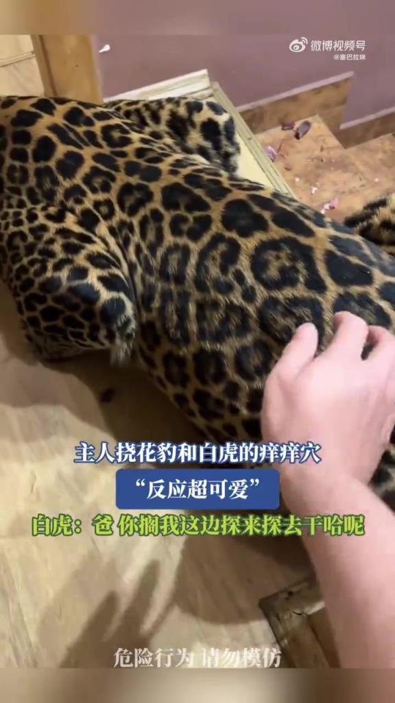 主人挠花豹和白虎的痒痒穴