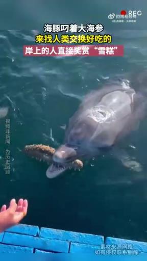 海豚叼著大海參來找人類交換好吃的