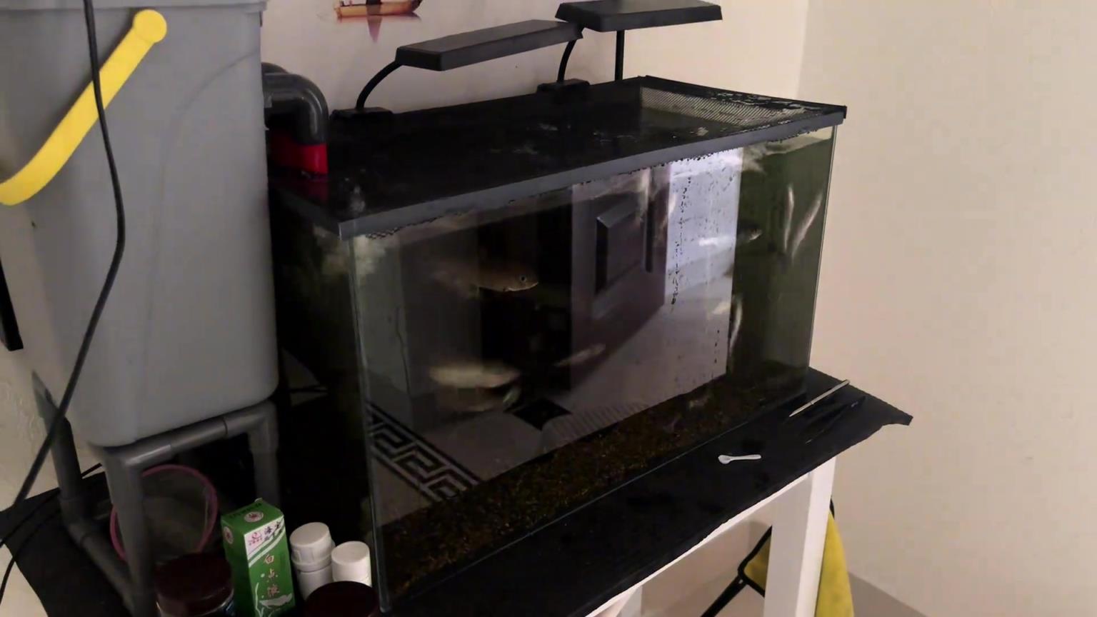 沒養過魚，問一下為啥會蹦噠啊它們？！