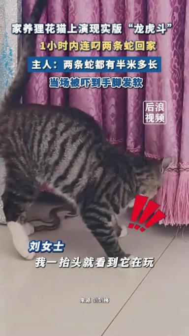 狸花猫1小时连抓两蛇带回家吓主人 ！