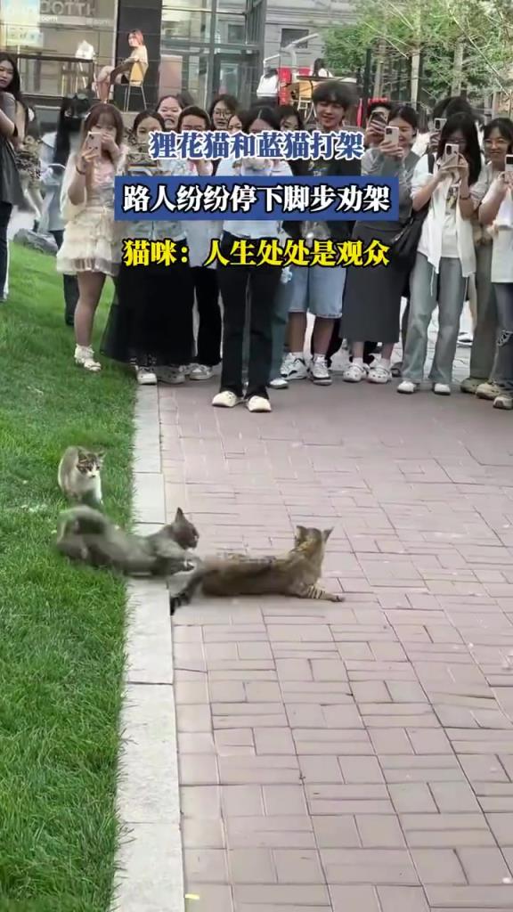 貍花貓和藍(lán)貓打架 路人紛紛停下腳步勸架