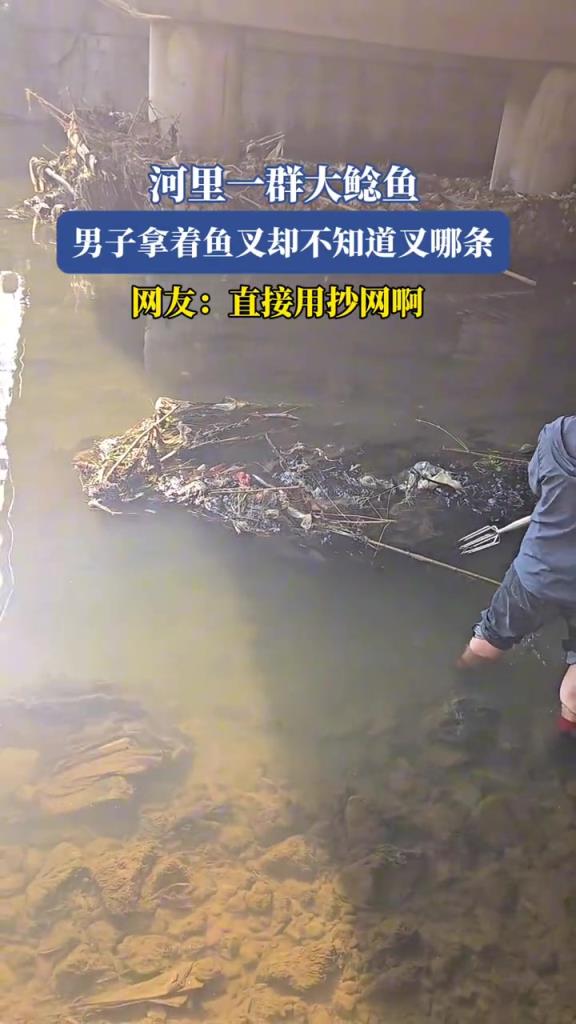 河里一群大鲶鱼,男子拿着鱼叉却不知道叉哪条!!