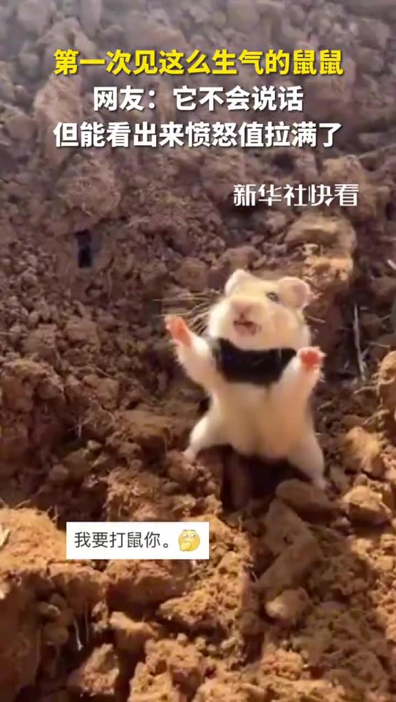 第一次见这么生气的鼠鼠