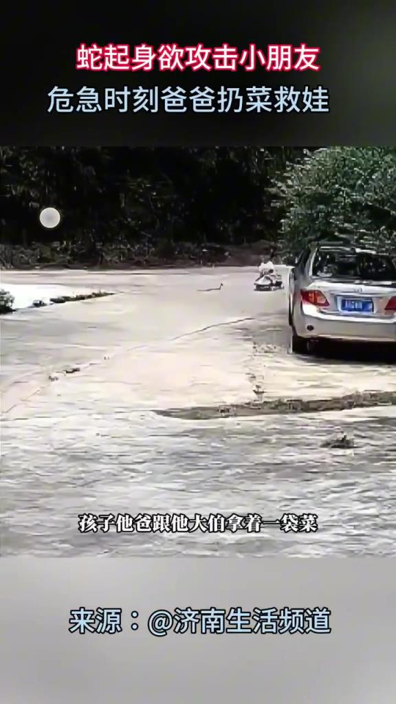 蛇欲攻击小朋友，爸爸扔菜救娃