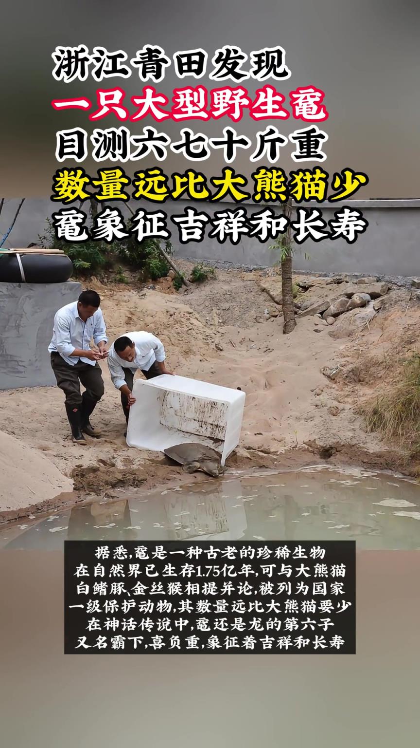 青田发现一只大型野生鼋 目测有六七十斤重