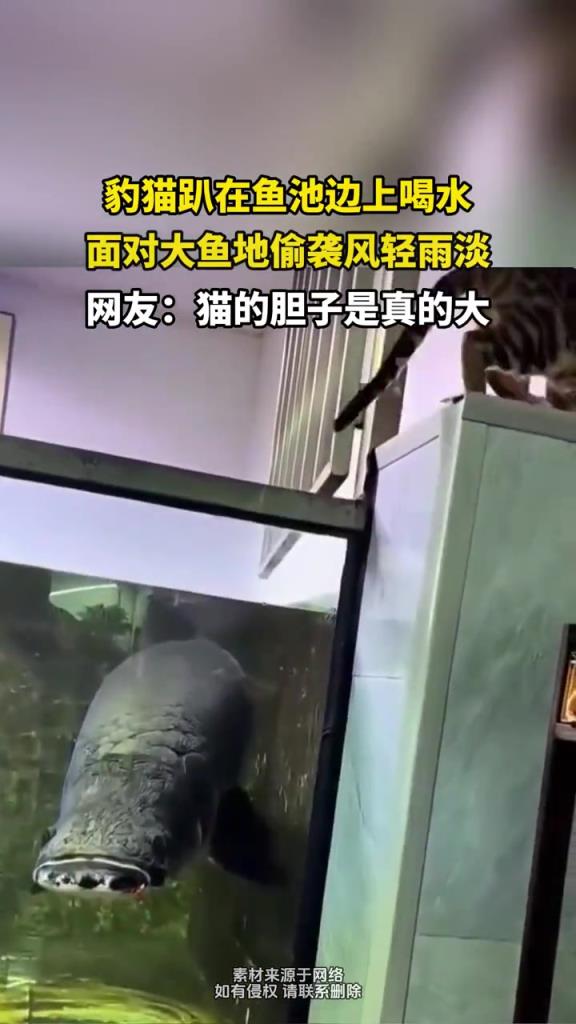 豹貓趴在魚池邊上喝水,面對大魚的偷襲風輕雨淡!!!