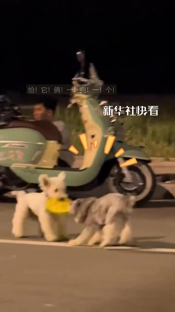 偶遇两只小狗“拔河”，“神同步”到决不出胜负……