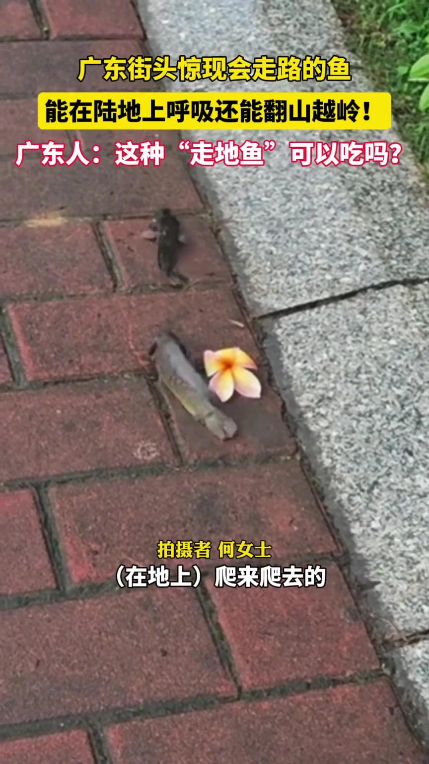 广东街头惊现会走路的鱼，能在陆地上呼吸还能翻山越岭！