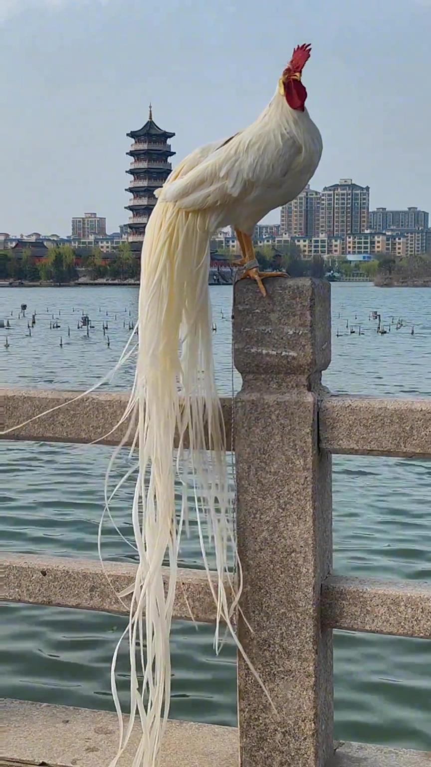 这是鸡吗？我感觉这是凤凰转世...