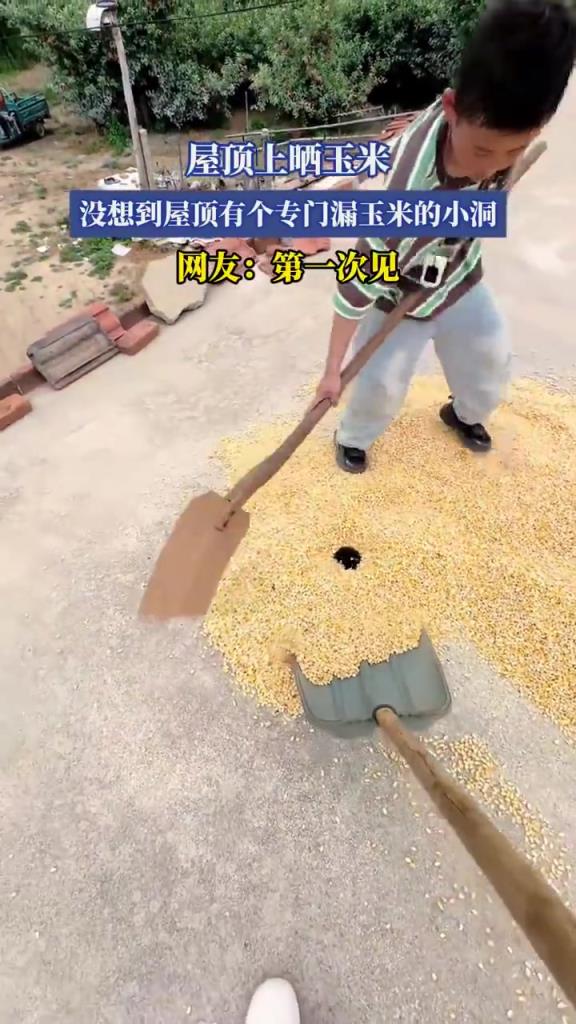 屋顶上晒玉米，没想到屋顶有个专门漏玉米的小洞