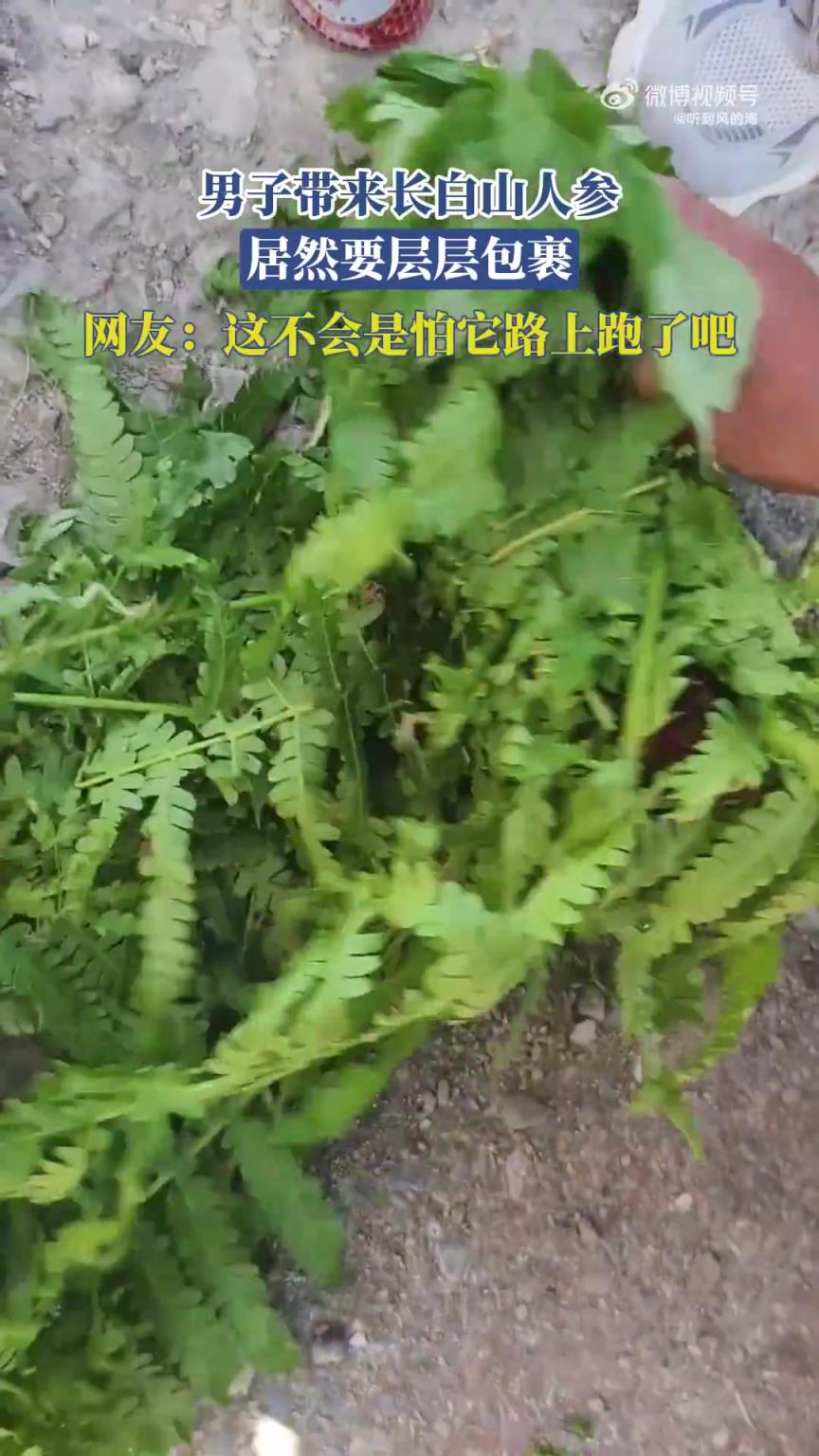 男子帶來長白山人參，居然要層層包裹，網(wǎng)友：是怕它路上跑了嗎？