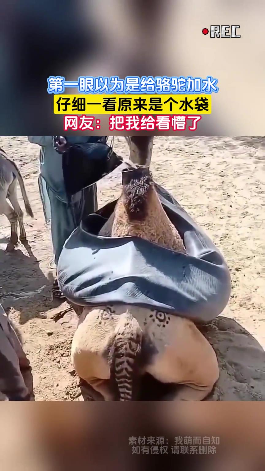 第一眼以为是给骆驼加水 仔细一看原来是个水袋