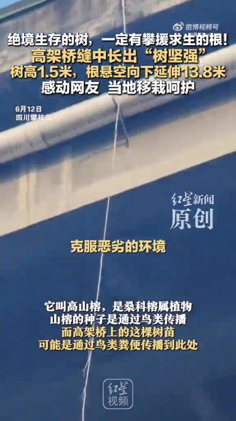 树高1.5米，根悬空向下延伸13.8米