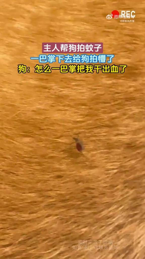 主人帮狗拍蚊子 一巴掌下去给狗拍懵了