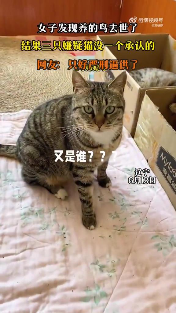 女子發(fā)現(xiàn)養(yǎng)的鳥去世了，結(jié)果三只嫌疑貓沒一個承認的