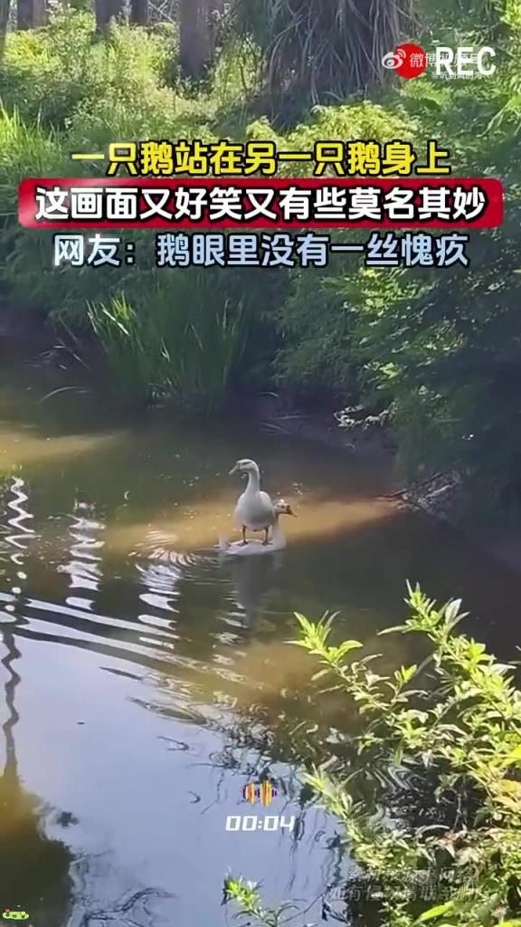 一只鹅站在另一只鹅身上，这画面又好笑又有些莫名其妙