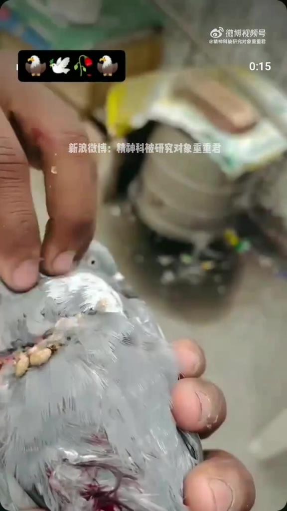 白鸽这样都没死？