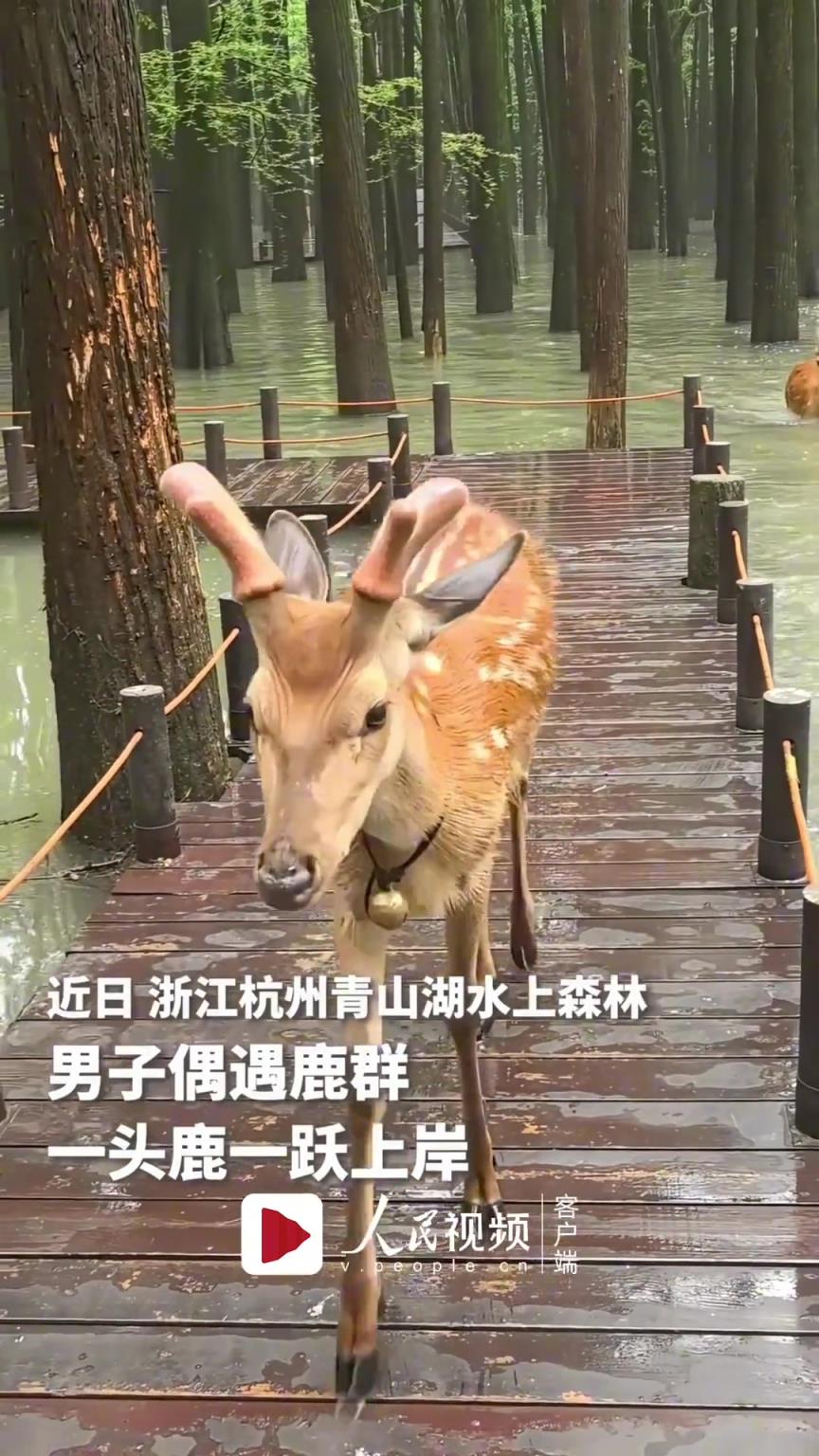 男子在水上森林偶遇鹿群，一頭掛著鈴鐺的鹿輕盈躍出水面