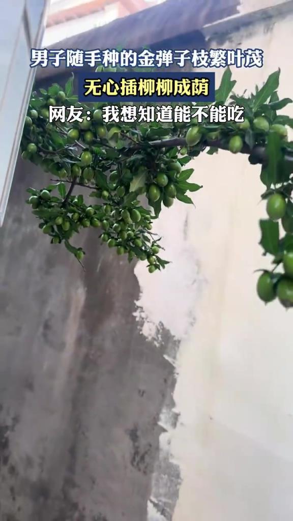 男子随手种的金弹子枝繁叶茂，无心插柳柳成荫！