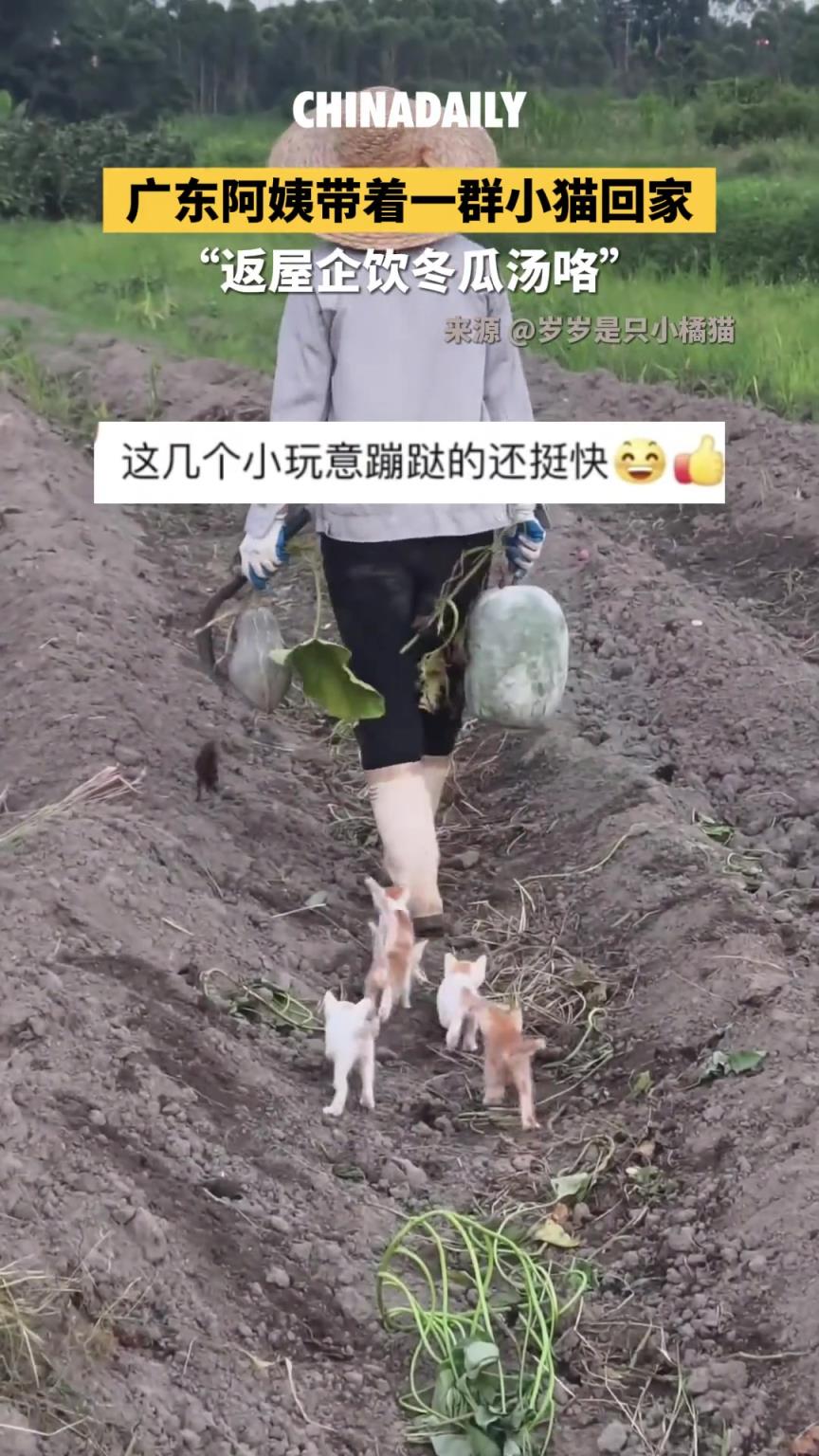 廣東阿姨提著冬瓜走在田間，身后一群小貓跟著一起回家