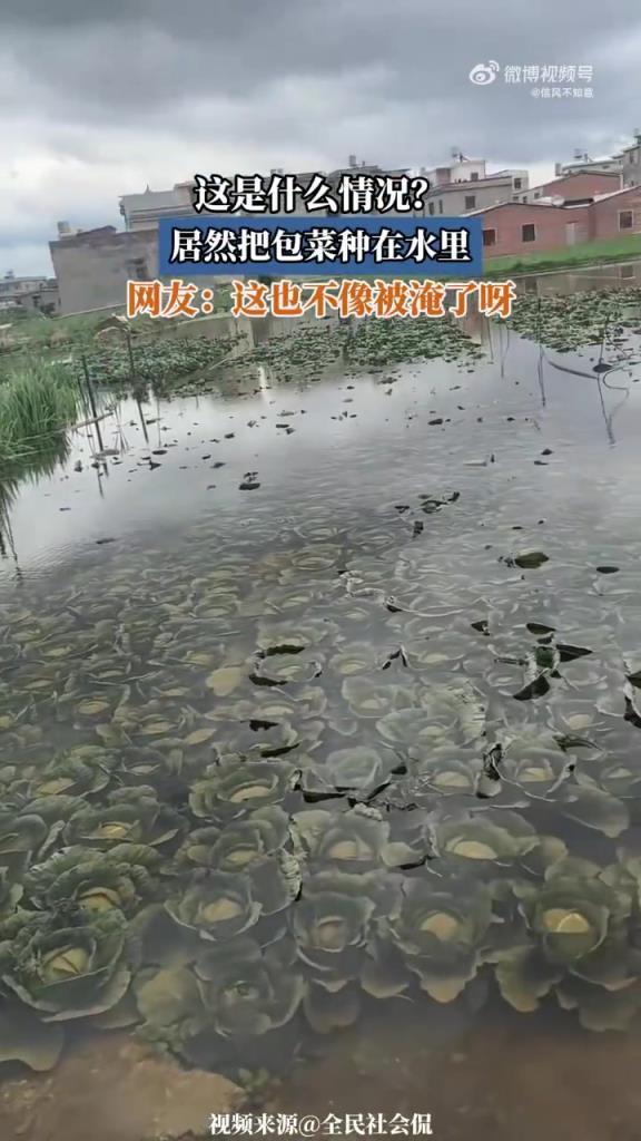 這是什么情況？居然把包菜種在水里