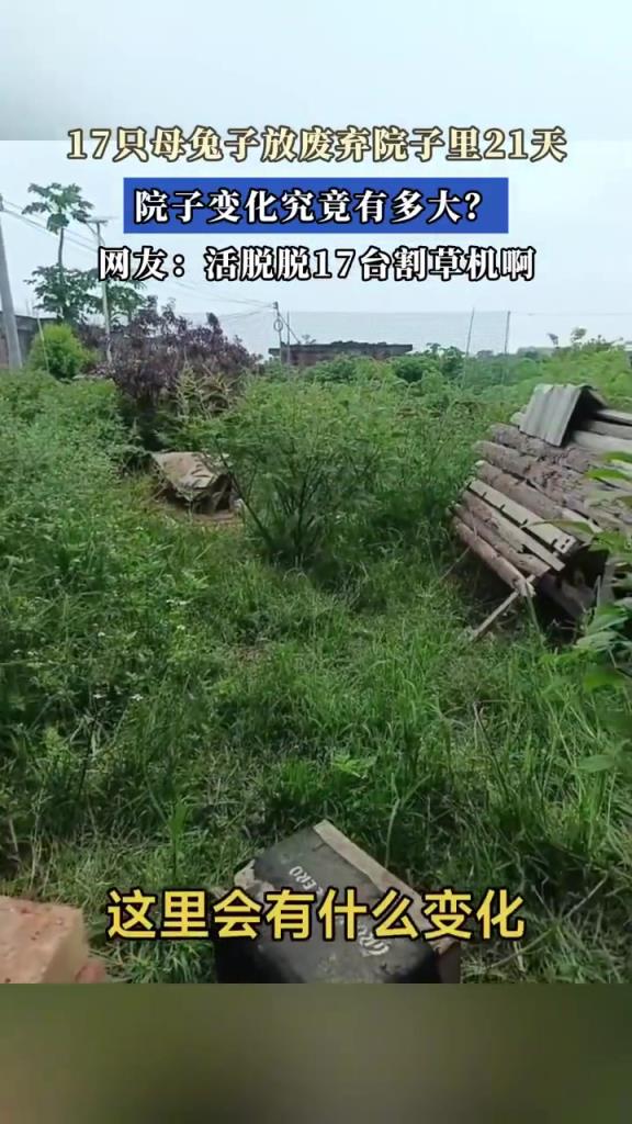 17只母兔子放废弃院子里21天，院子变化究竟有多大？
