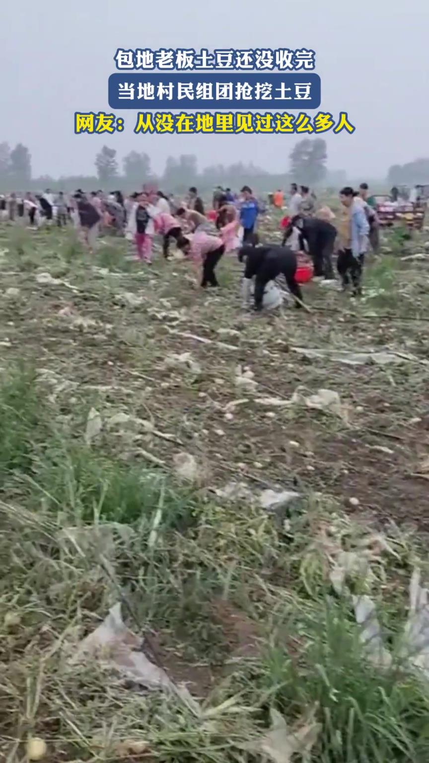 包地老板土豆还没收完，当地村民组团抢挖土豆
