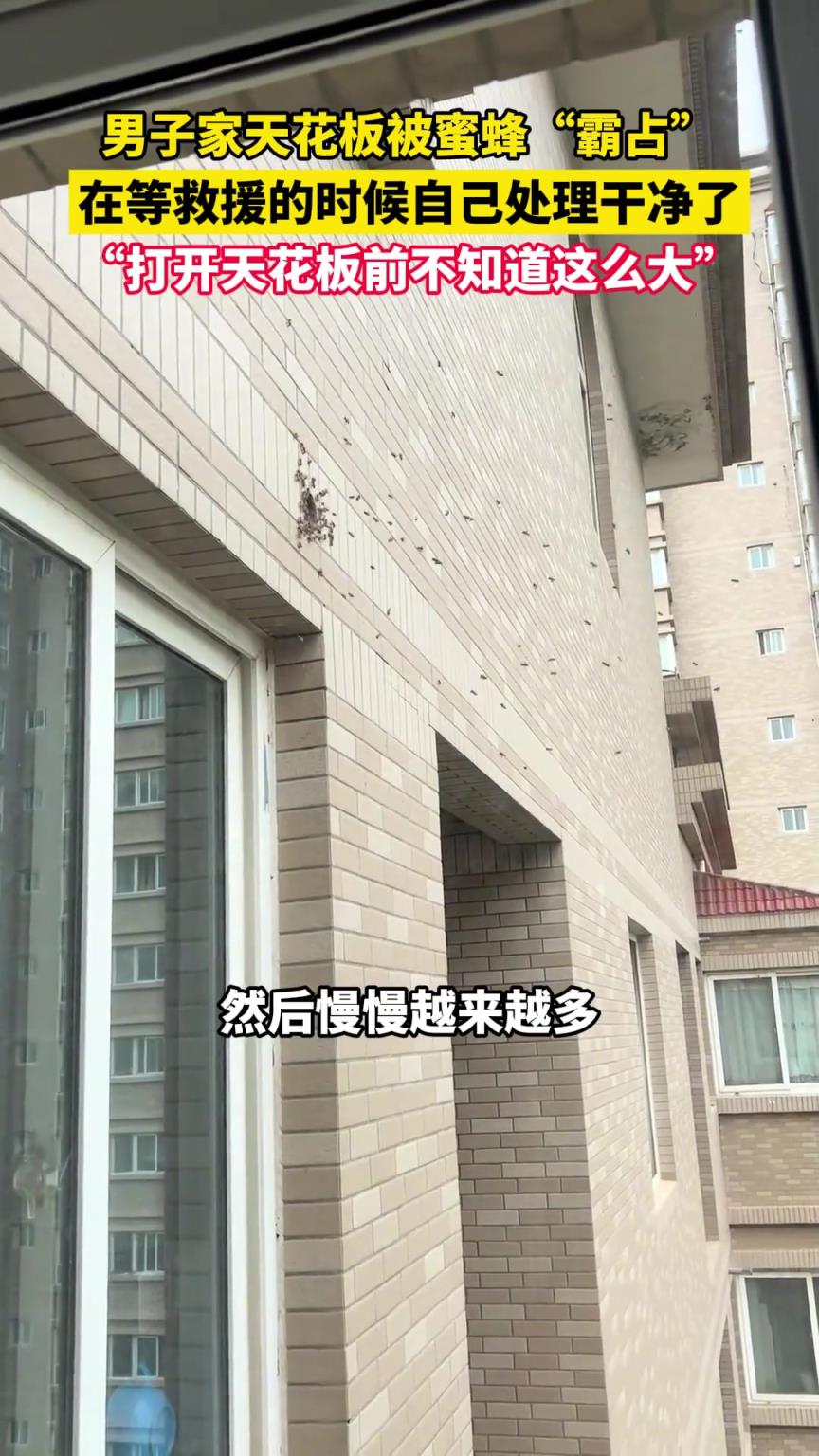 男子家天花板被蜜蜂“霸占”