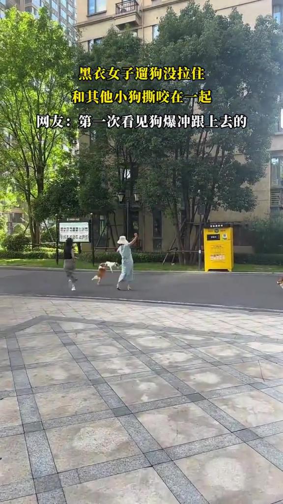 黑衣女子通狗没拉住，和其他小狗撕咬在一起！