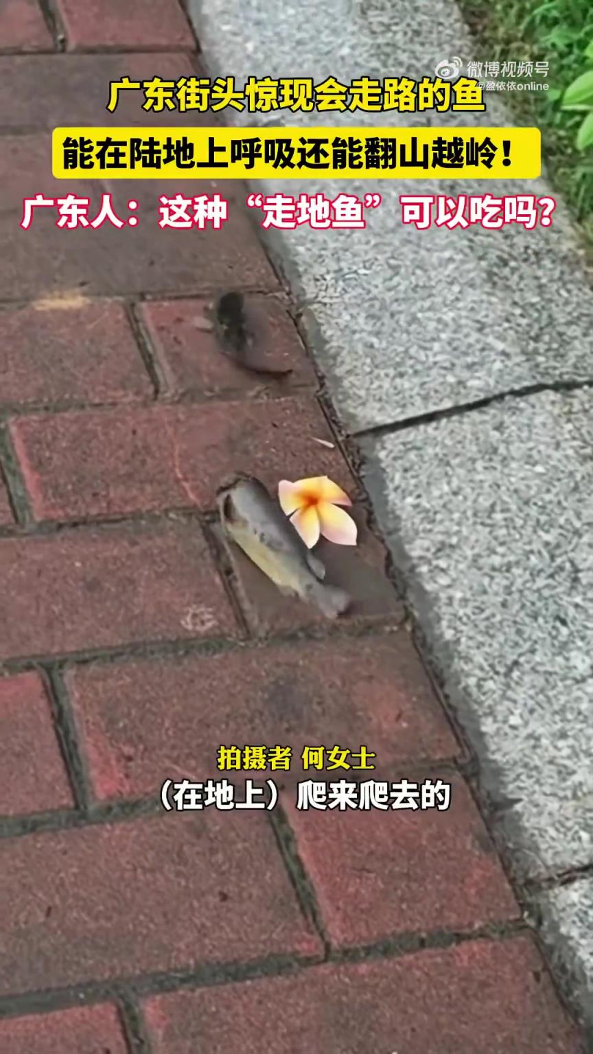 广东街头惊现会走路的鱼，能在陆地上呼吸还能翻山越岭！