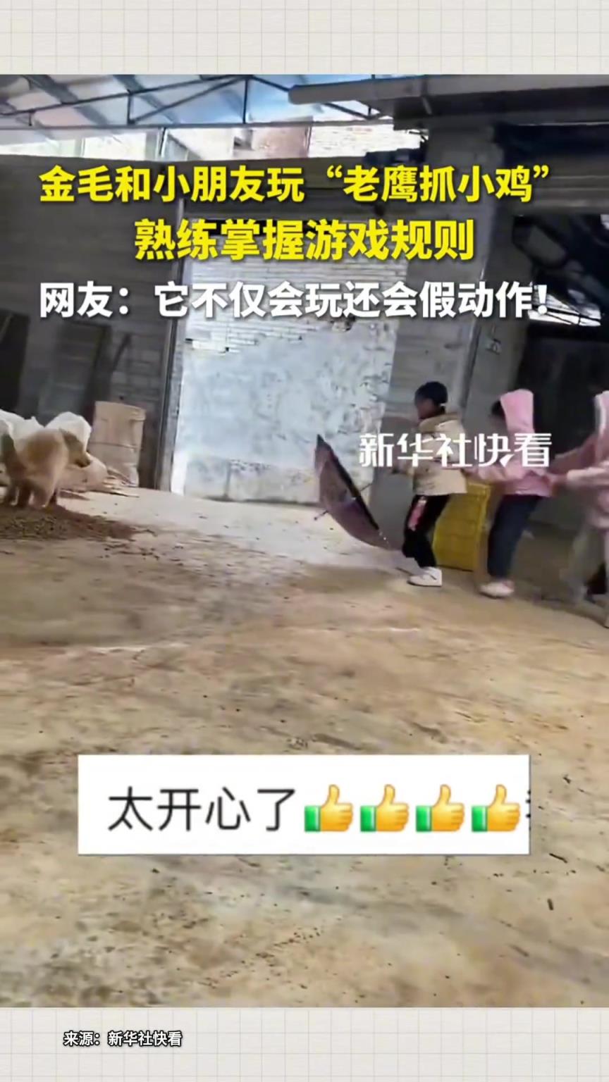 金毛和小朋友们玩“老鹰捉小鸡”
