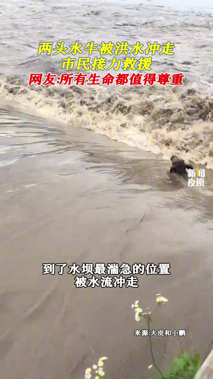 两头水牛被湍急水流冲走，热心市民接力营救。