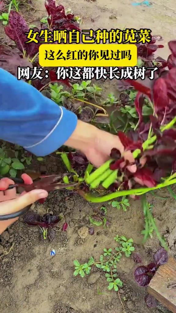 女生曬自己種的莧菜，這么紅的你見過(guò)嗎，網(wǎng)友：你這都快長(zhǎng)成樹了