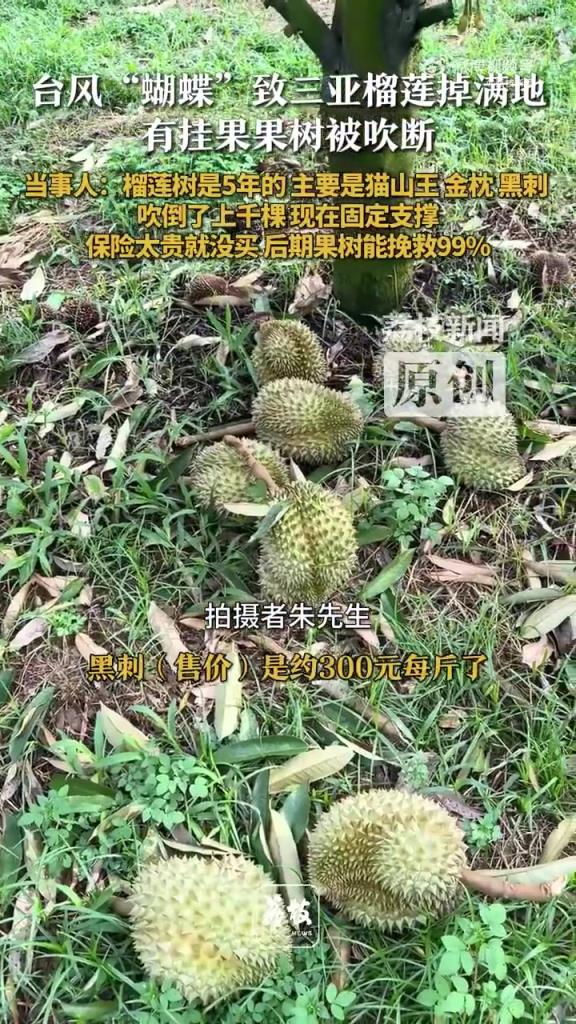 台风后三亚榴莲掉满地