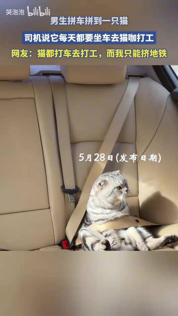 男生拼车拼到一只猫，司机说它每天都要坐车去猫咖打工！！！！