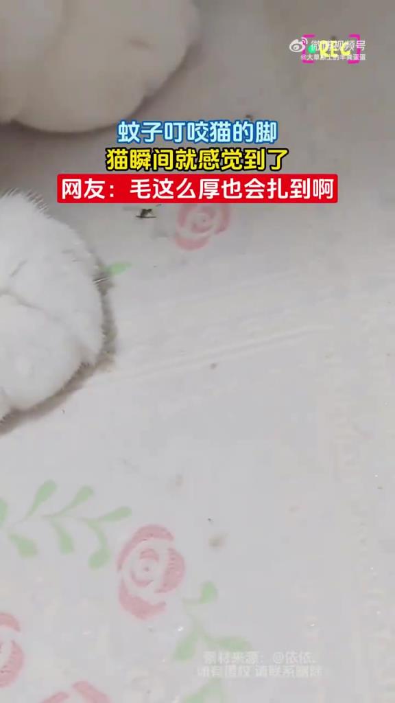 蚊子叮咬猫的脚，猫瞬间就感觉到了