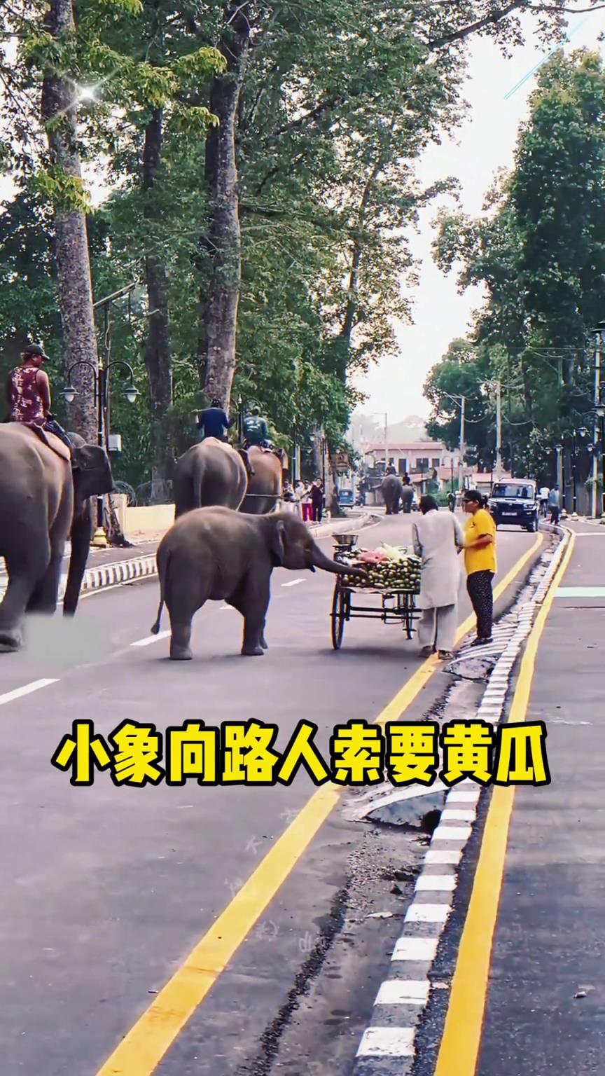 可爱的小象要吃黄瓜