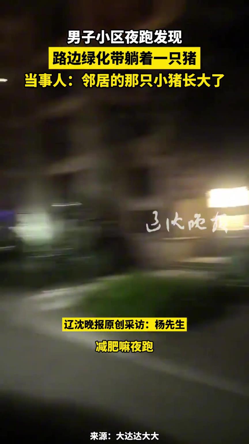 男子小区夜跑发现路边绿化带躺着一只猪